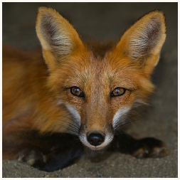 Fox Removal - Virginia