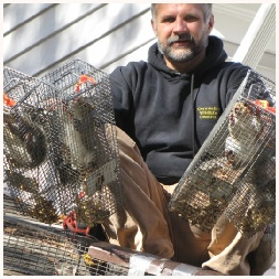 This is how a professional removes squirrels from an attic!