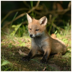 757 - Cornwells Wildlife Removal - Fox Removal Services