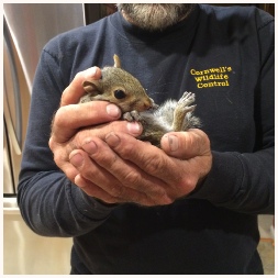 Humane squirrel removal service in Virginia