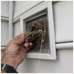 bird nest in an outside dryer vent - virginia